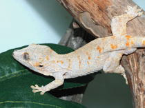 Rhacodactylus auriculatus